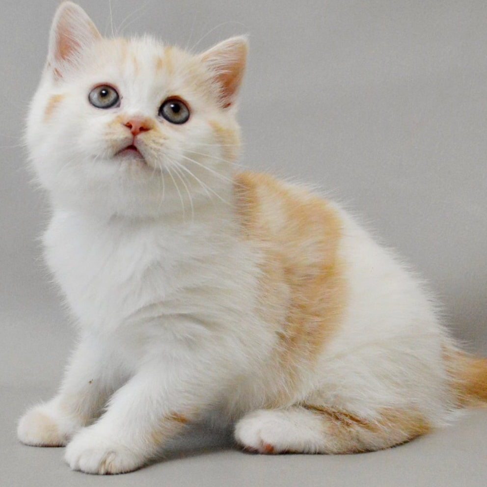 Xenia Scottish Straight female, red silver tabby bicolour