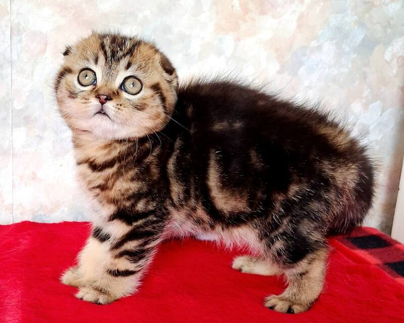 Shakira Scottish Fold female, black tabby
