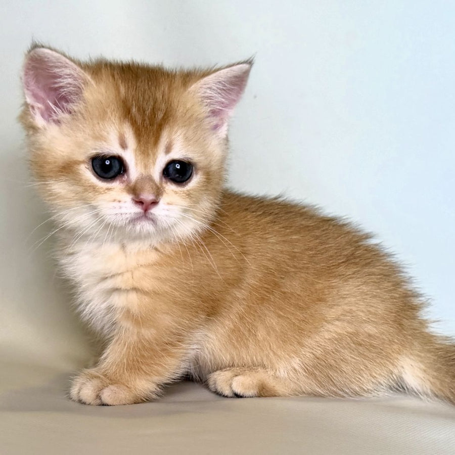 Qamra Munchkin female, black golden shaded