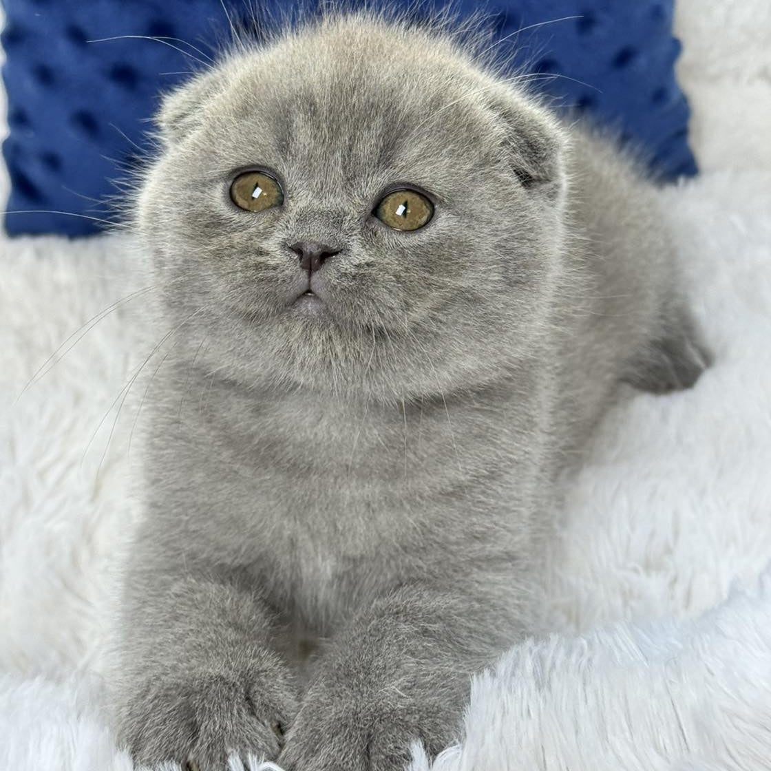 Woody Scottish Fold male, blue