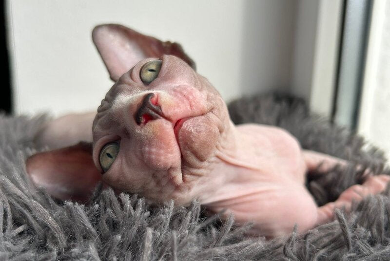 Stich Canadian Sphynx male, black