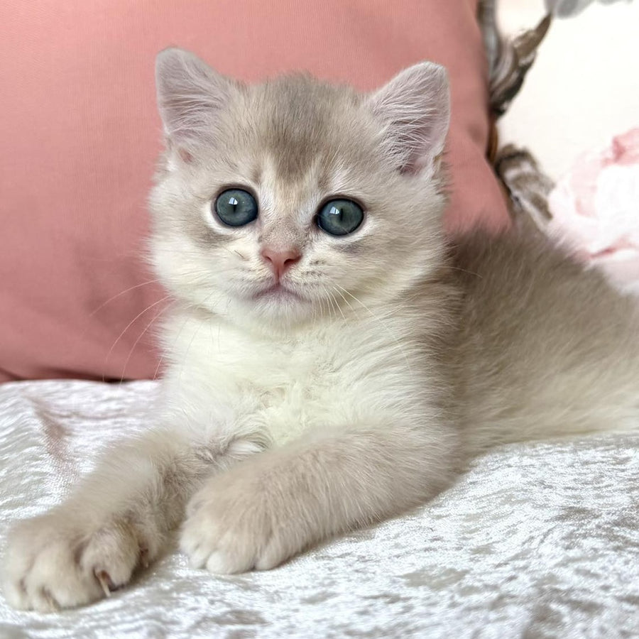 Marsik British Shorthair male, blue golden chinchilla