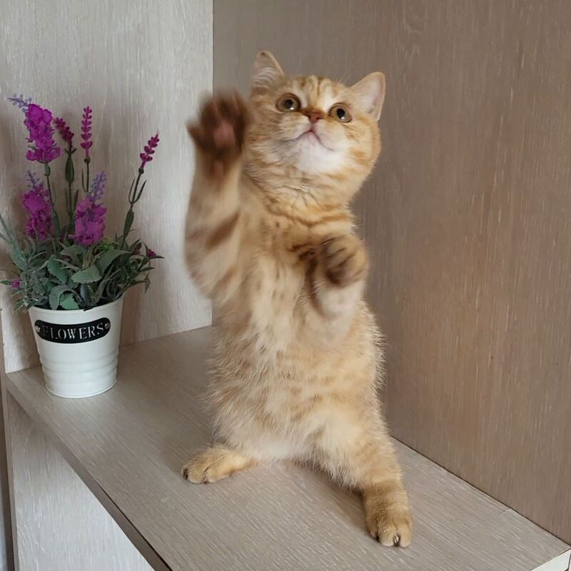 Alina British Shorthair female cinnamon - live animals