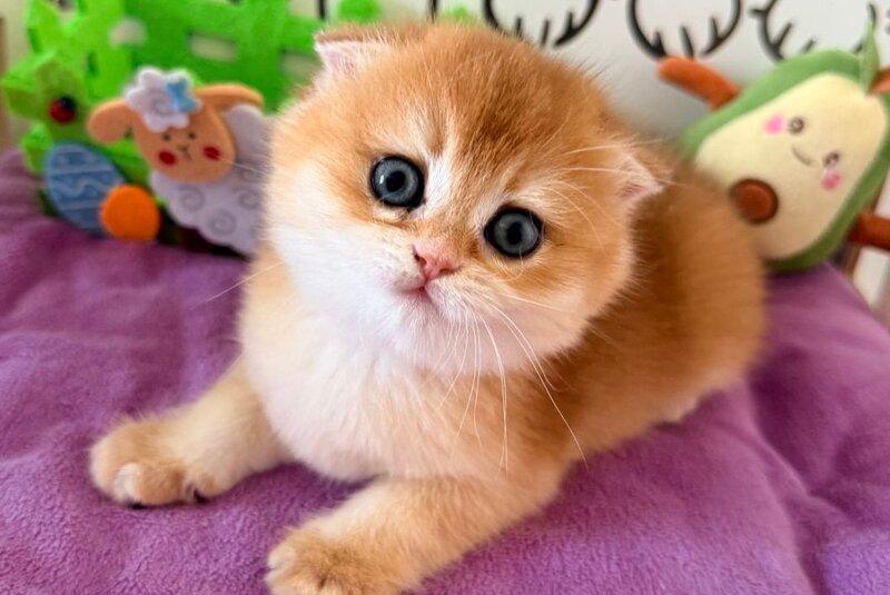 Fiona Scottish Fold female black golden chinchilla - live animals