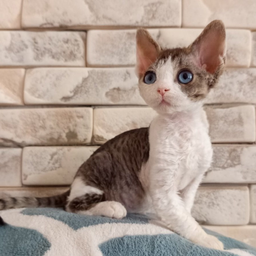 Lotty Devon Rex female, black bicolour tabby