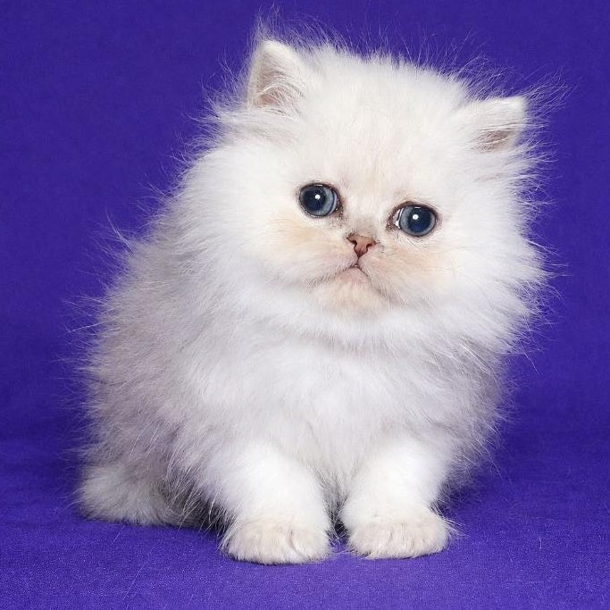 Jake Persian male, black silver shaded