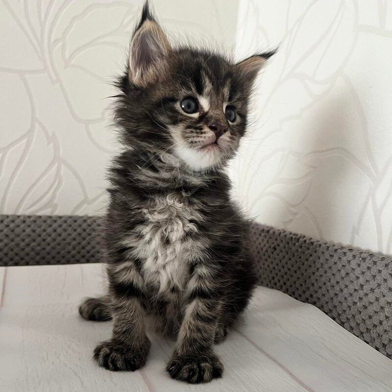 Iris Maine Coon female, black tabby