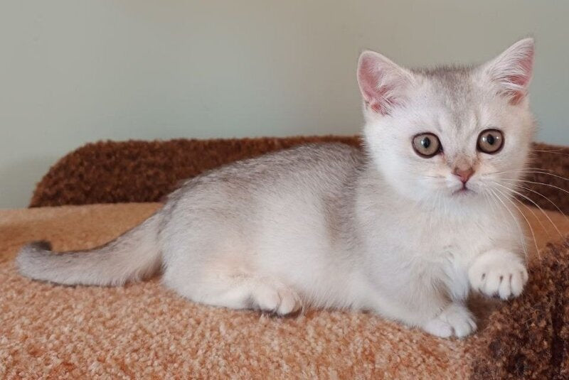Mickey Munchkin male black silver shaded - live animals