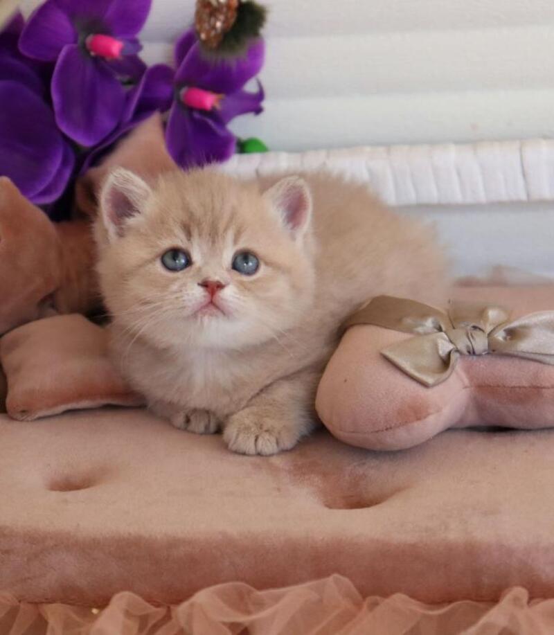 Bella British Shorthair female lilac golden shaded - live animals