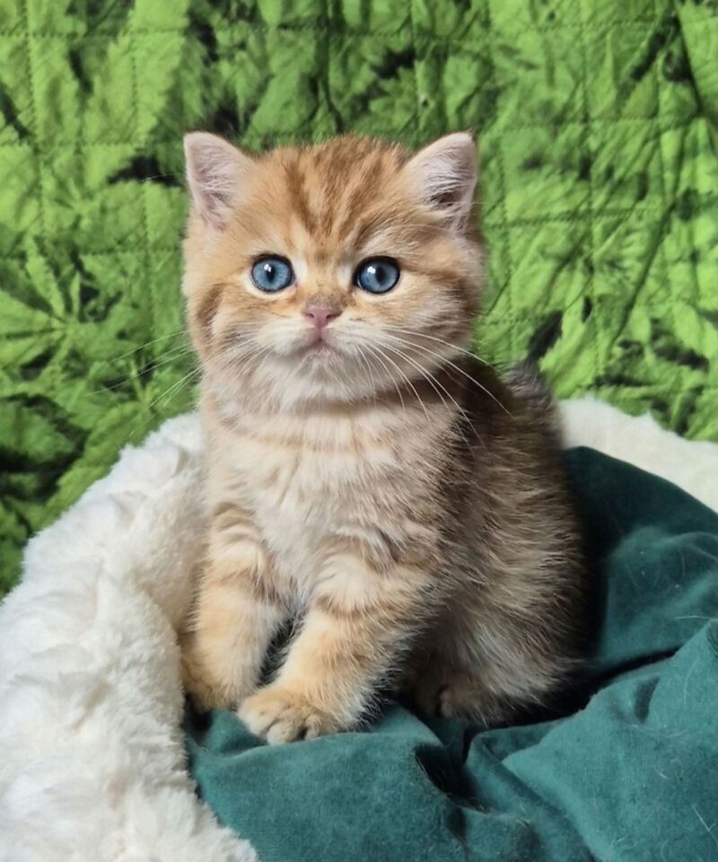 Muffin British Shorthair male chocolate golden spotted tabby - live animals