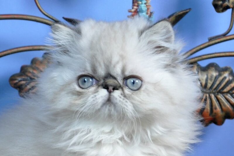 Amur Persian male, seal lynx pointed