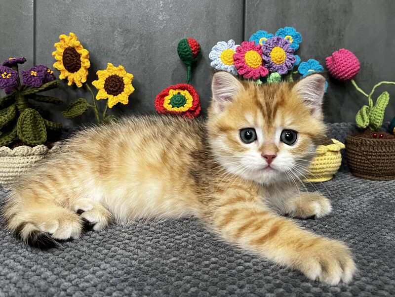 Joker Scottish Straight male black golden spotted tabby live animals