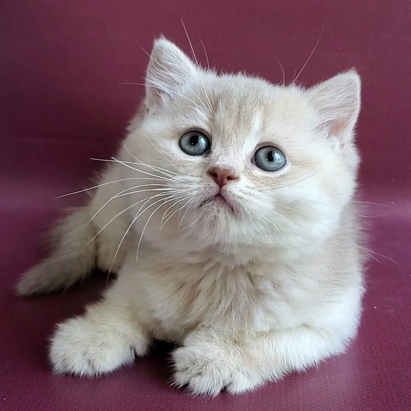 Alisa British Shorthair female, lilac golden shaded