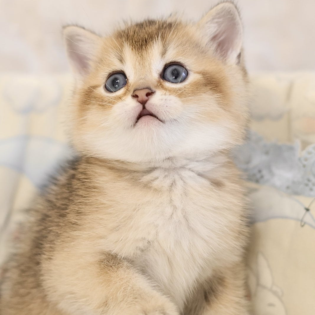 Eddi Scottish Straight male, black golden ticked tabby