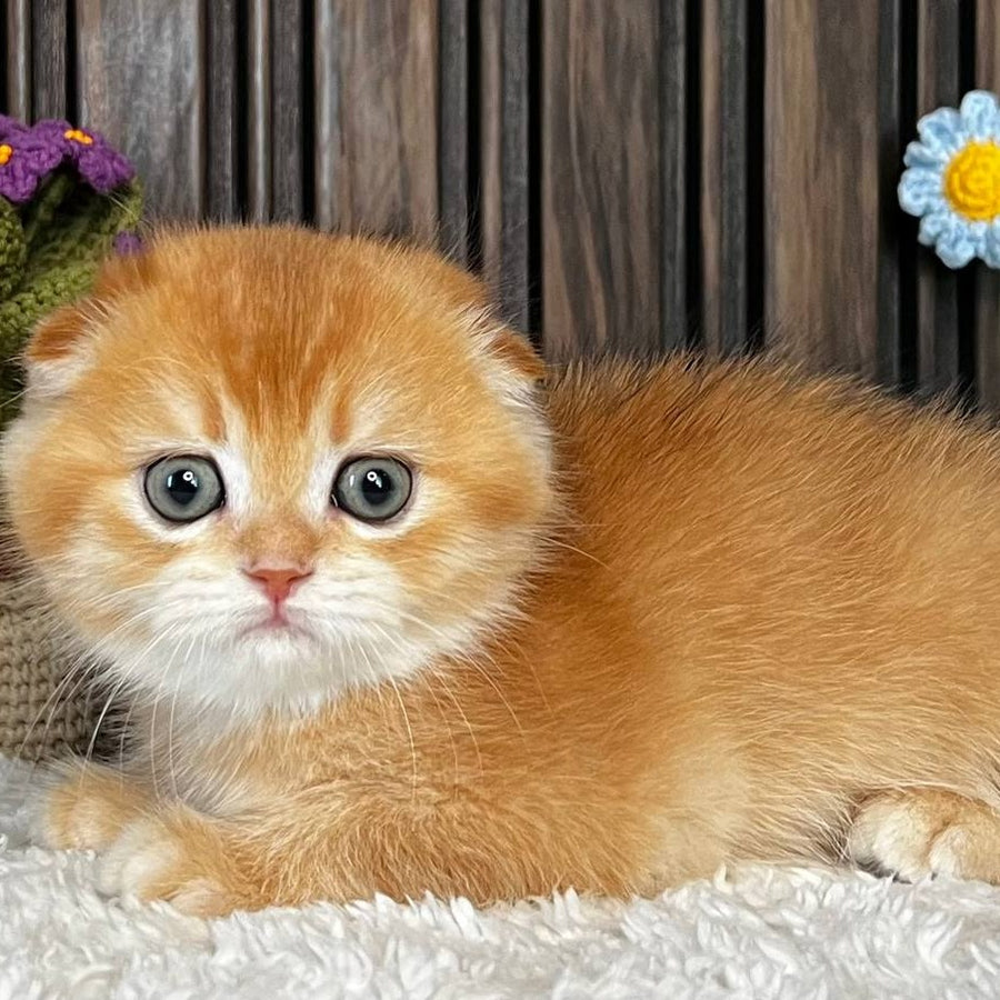 Nala Scottish Fold female, black golden chinchilla