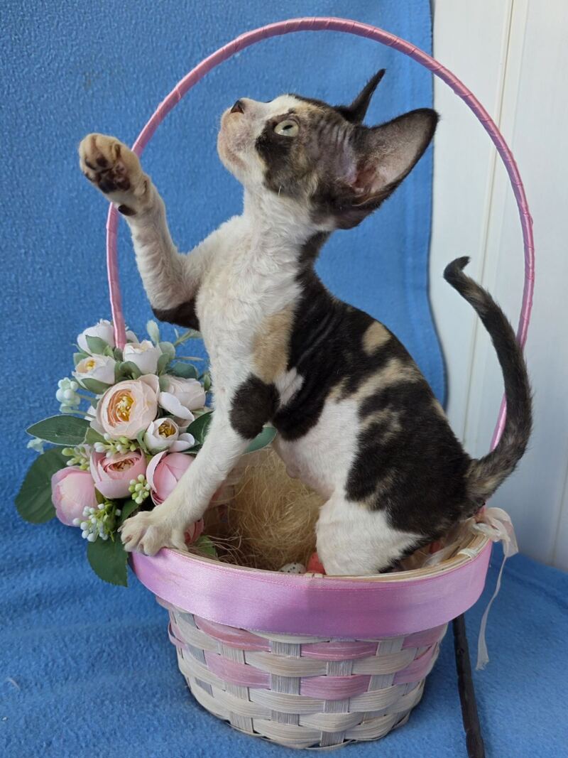 Dulcinea Devon Rex female black tortie bicolour - live animals
