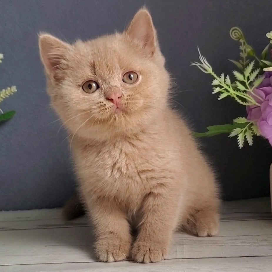 Feya British Shorthair female, fawn