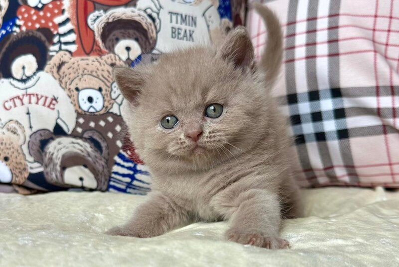 Alan British Shorthair male, fawn