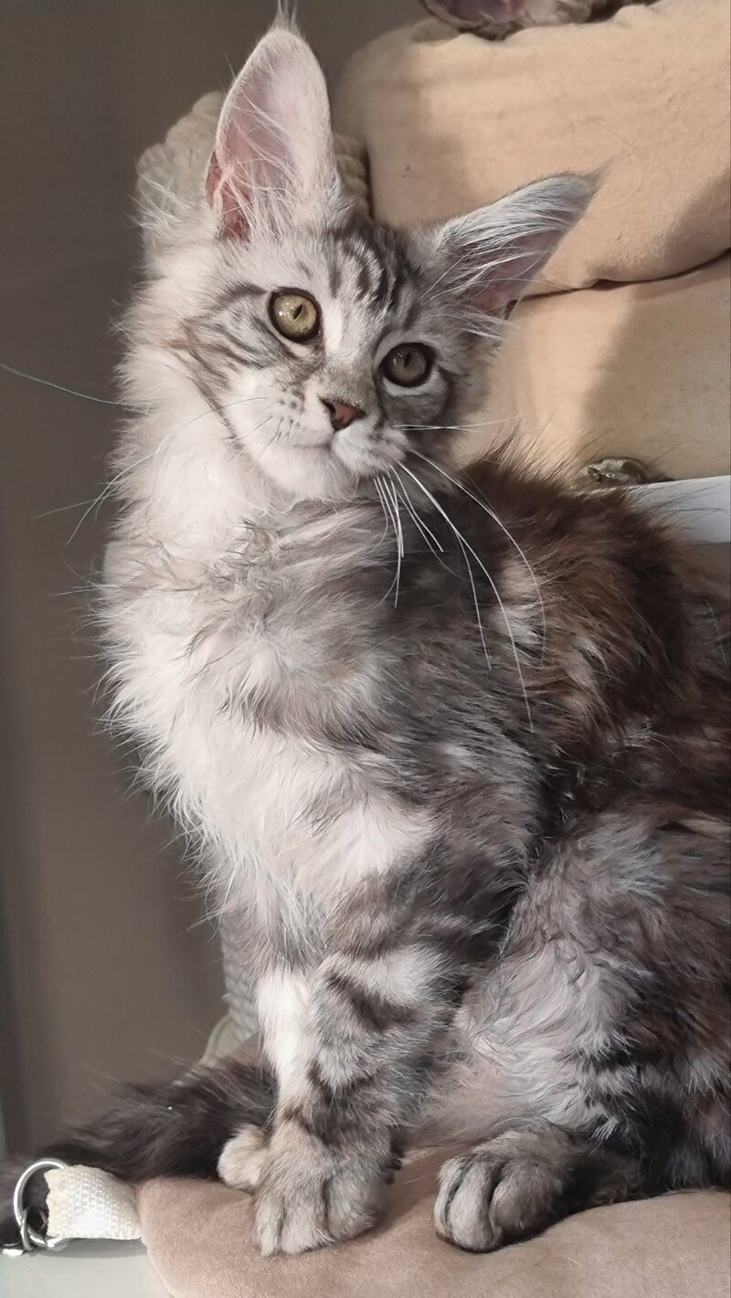 Clinta Maine Coon female black silver tabby - live animals