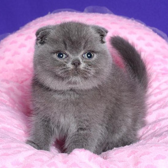Kolt Scottish Fold male, blue