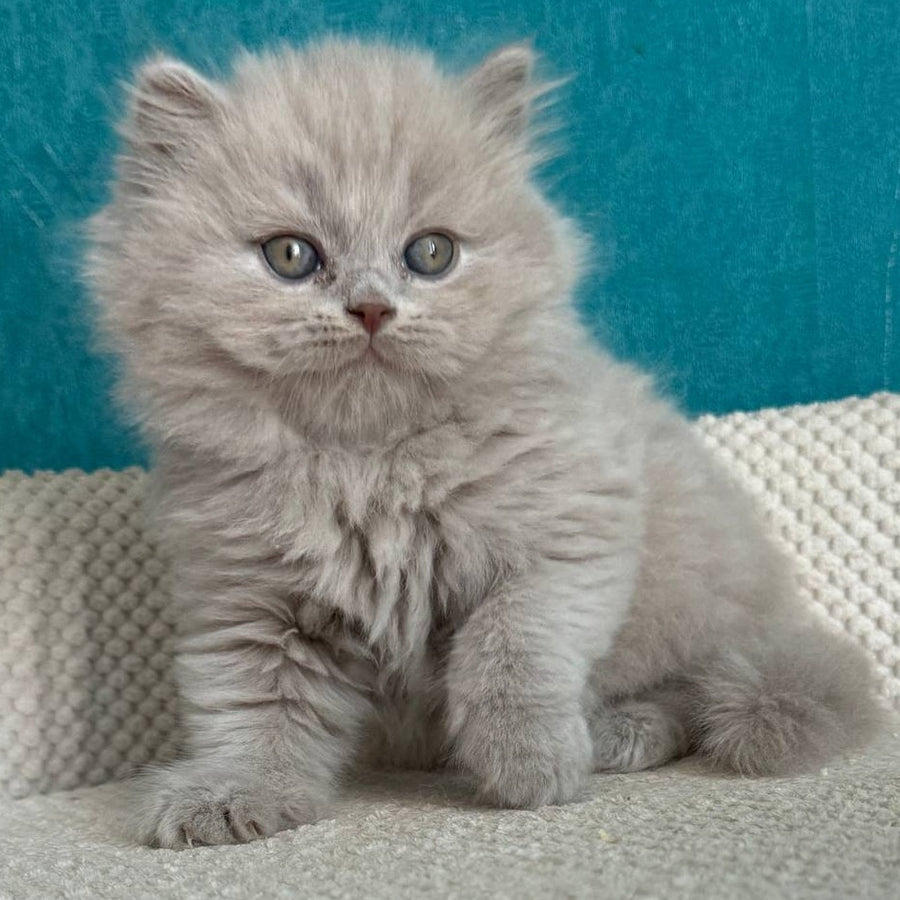 Bear British Longhair male, lilac