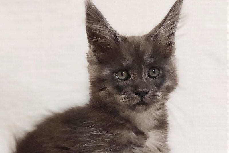 Dominika Maine Coon female, black silver