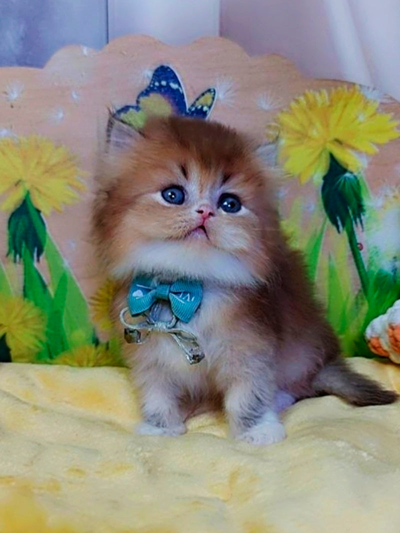Noir British Longhair male, black golden ticked tabby bicolour