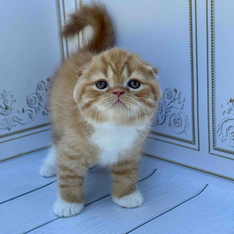Van Gogh Scottish Fold male, red bicolour