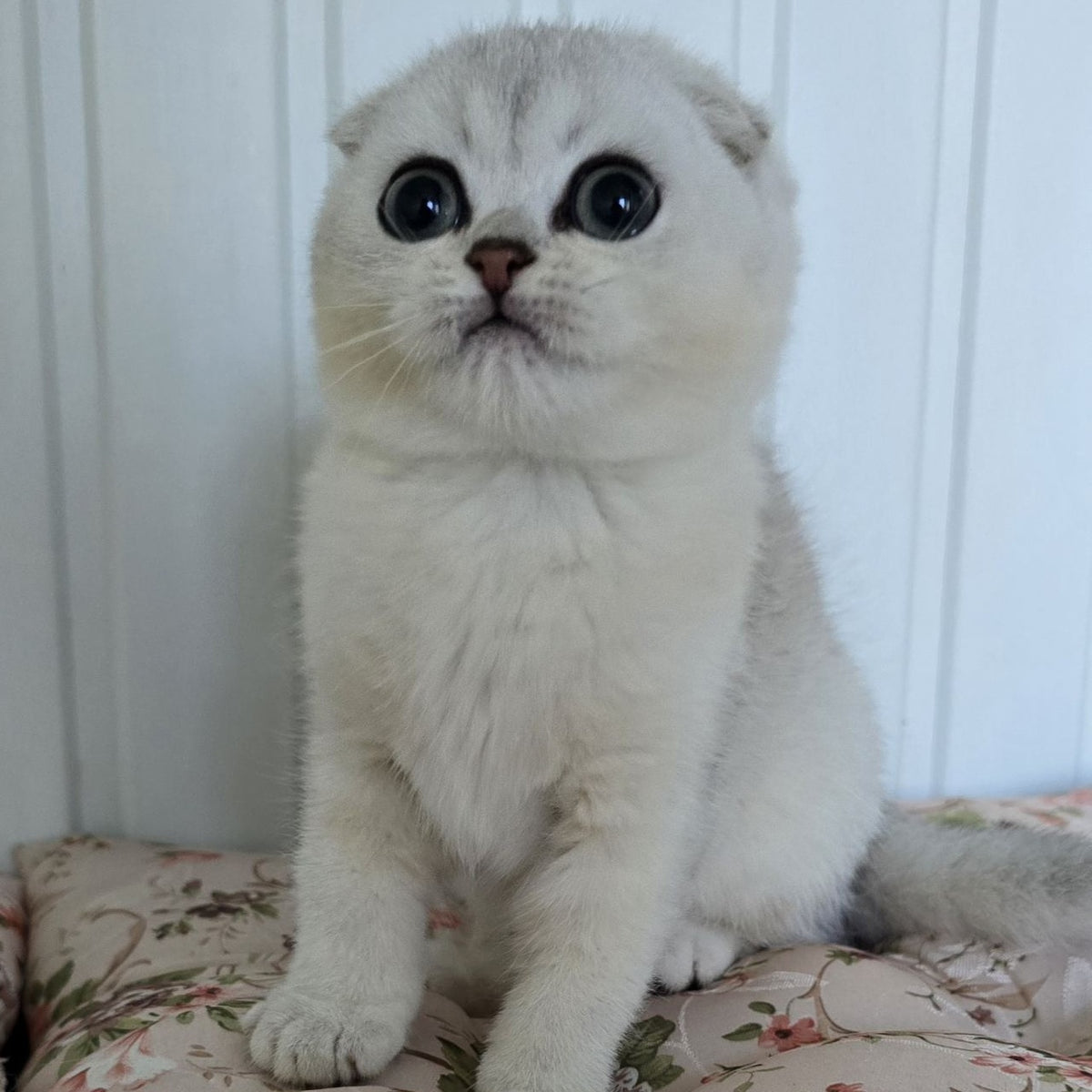 Yasha Scottish Fold male, black silver shaded