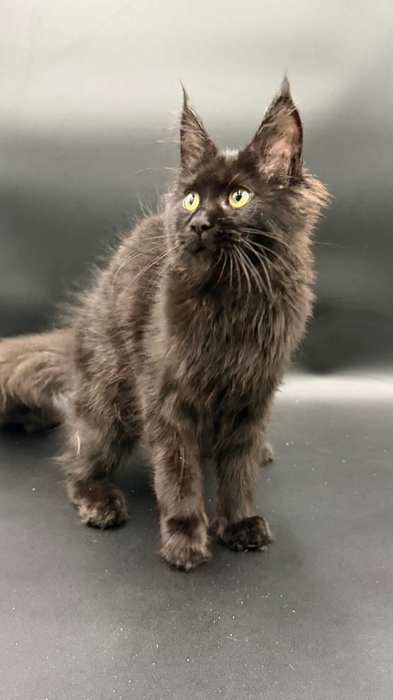 Wanda Maine Coon female, black