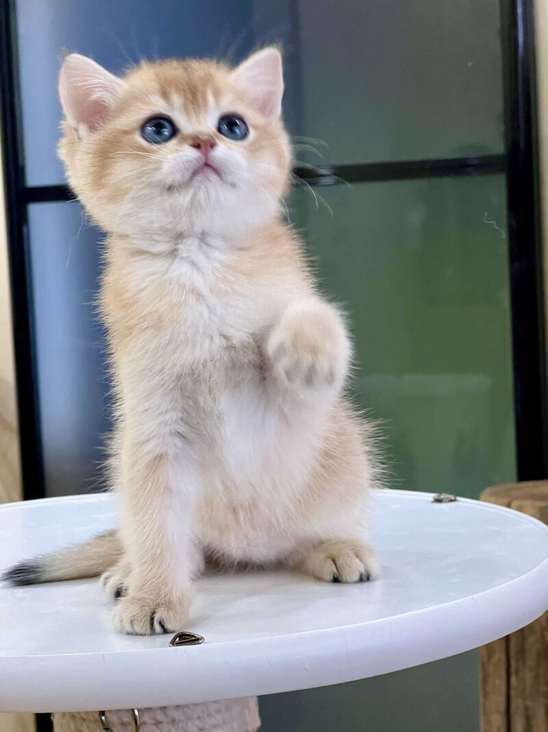 Darvin British Shorthair male black golden shaded - live animals