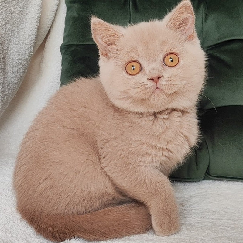 Ukki British Shorthair male, fawn