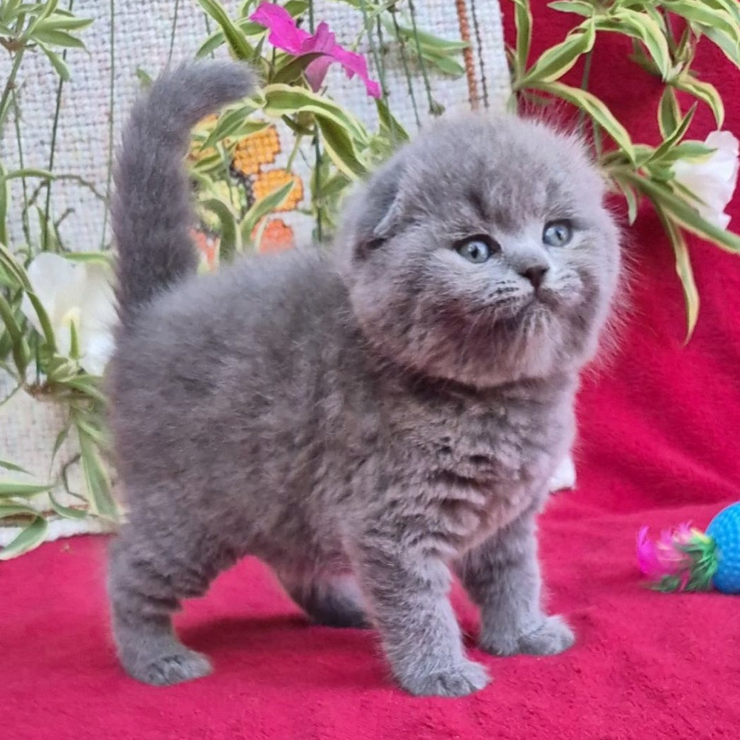 Lexi Scottish Fold female, blue