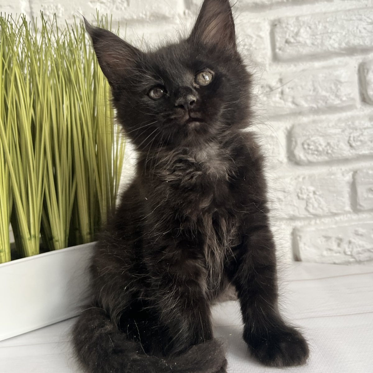 Kenzo Maine Coon male, black