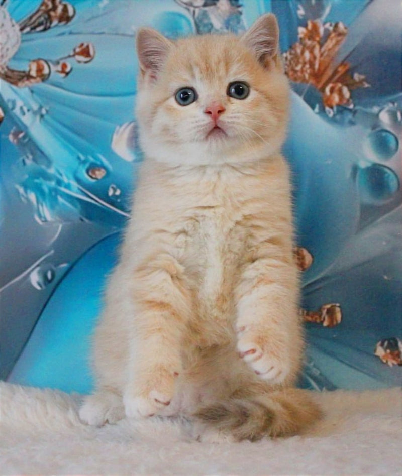 Gucci British Shorthair male, lilac golden shaded