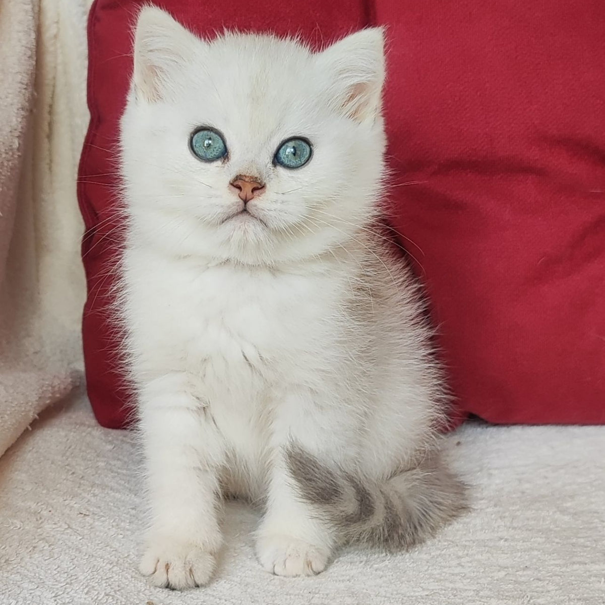 Avgust Scottish Straight male, black silver shaded