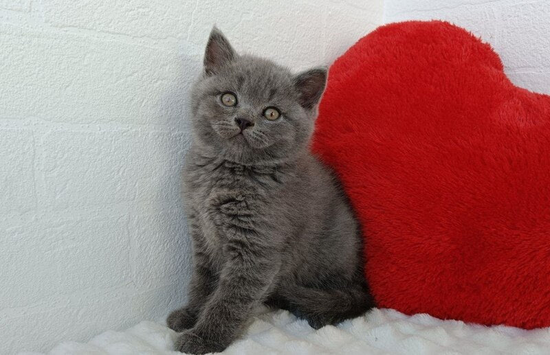 William Scottish Straight male blue - live animals