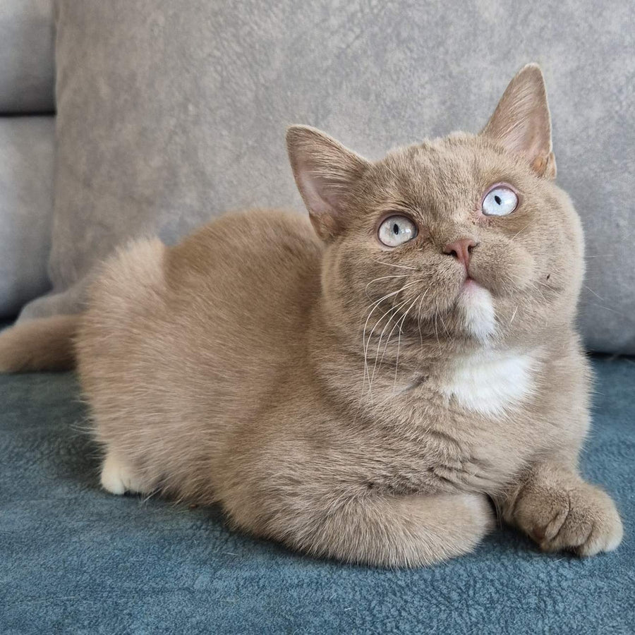 Lion British Shorthair male, fawn with white