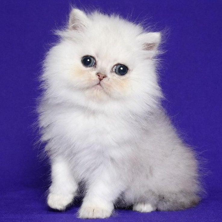 Jake Persian male, black silver shaded