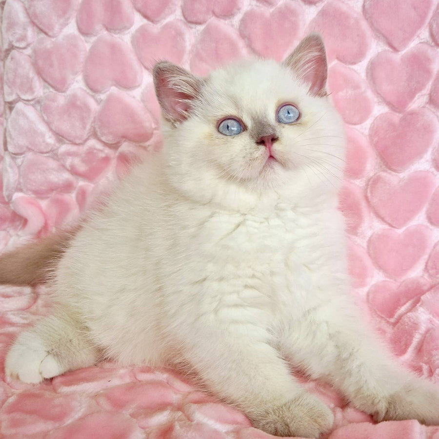 Jack British Shorthair male, fawn pointed