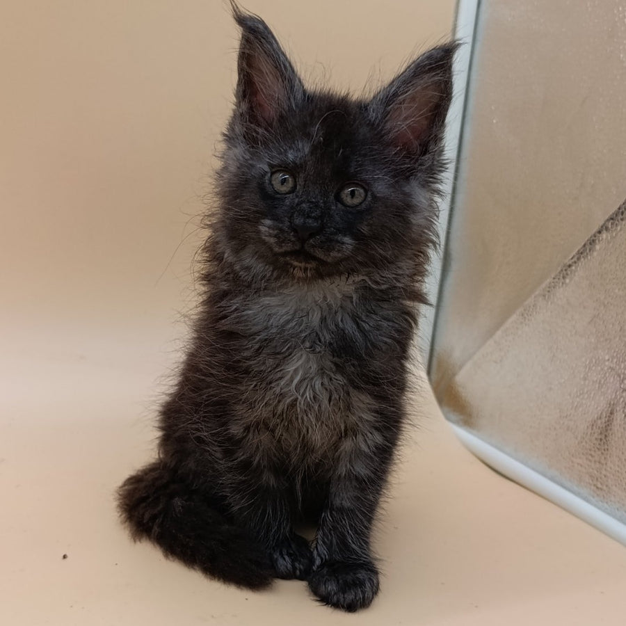 Odin Maine Coon male, black silver