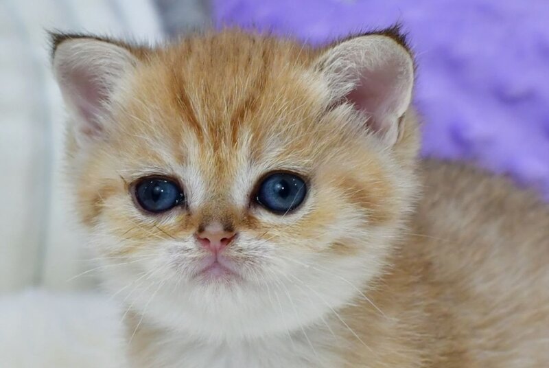 Eva British Shorthair female, black golden spotted tabby