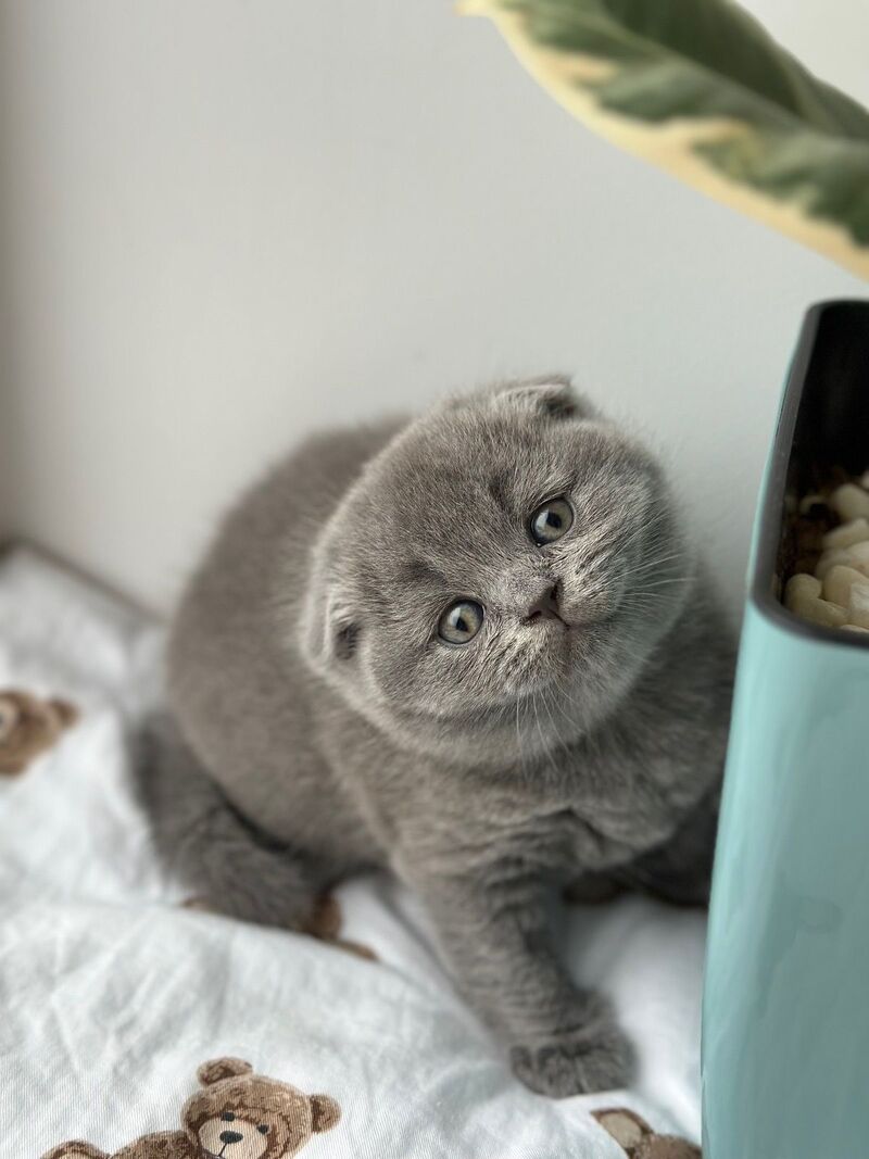 Xenia Scottish Fold female blue live animals