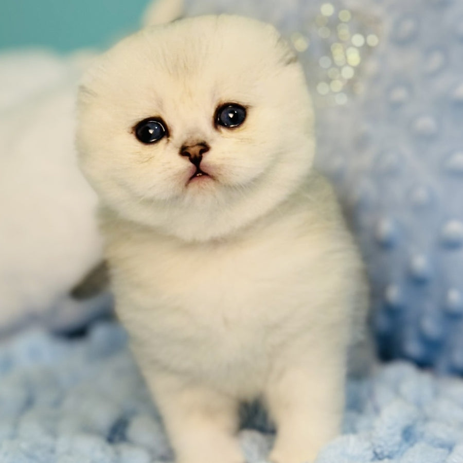 Fluffy Scottish Fold female, black silver shaded
