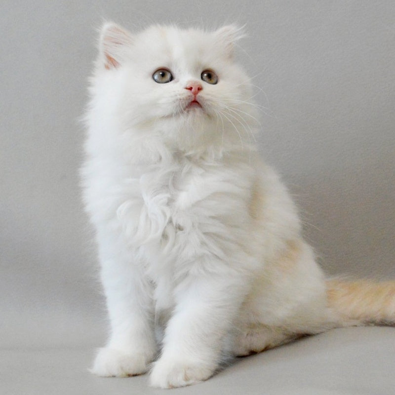 Wasilisa Scottish Straight female, red silver tabby van