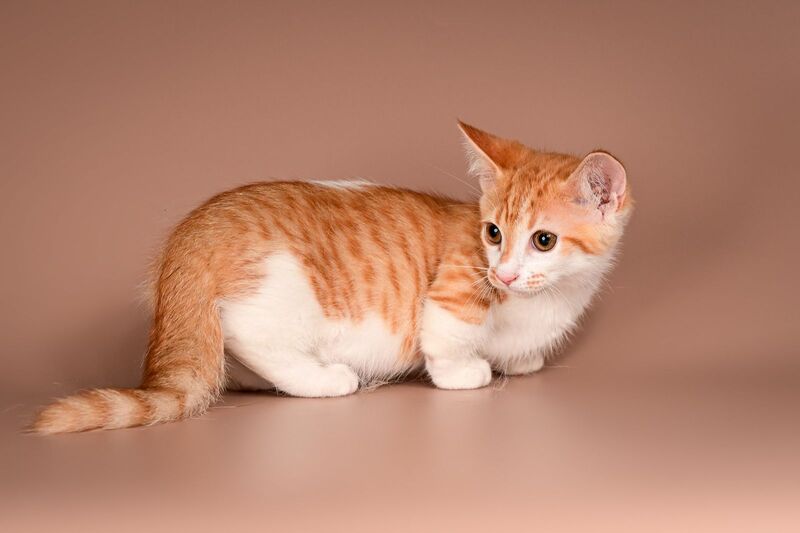 Amic Munchkin male, red tabby bicolour