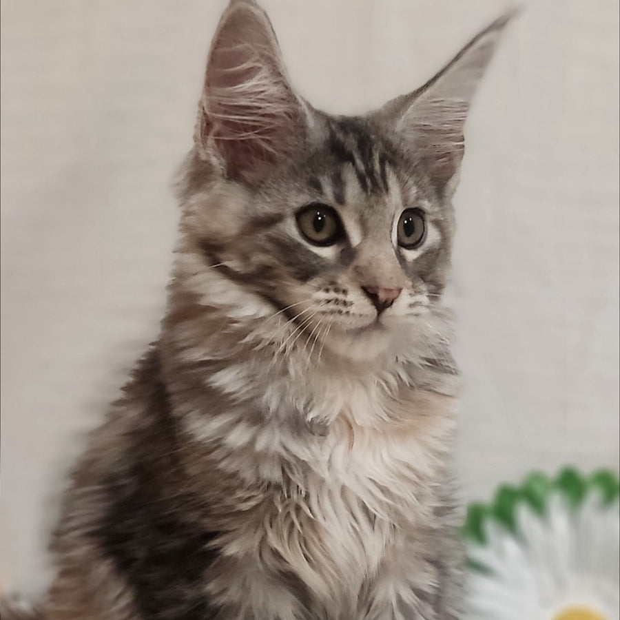 Karamelka Maine Coon female, black tortie silver