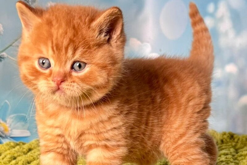 George British Shorthair male, red