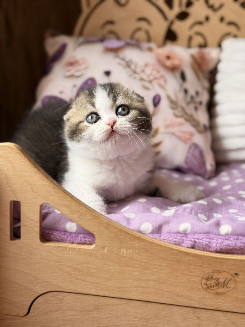 Fillip Scottish Fold male, black ticked tabby bicolour