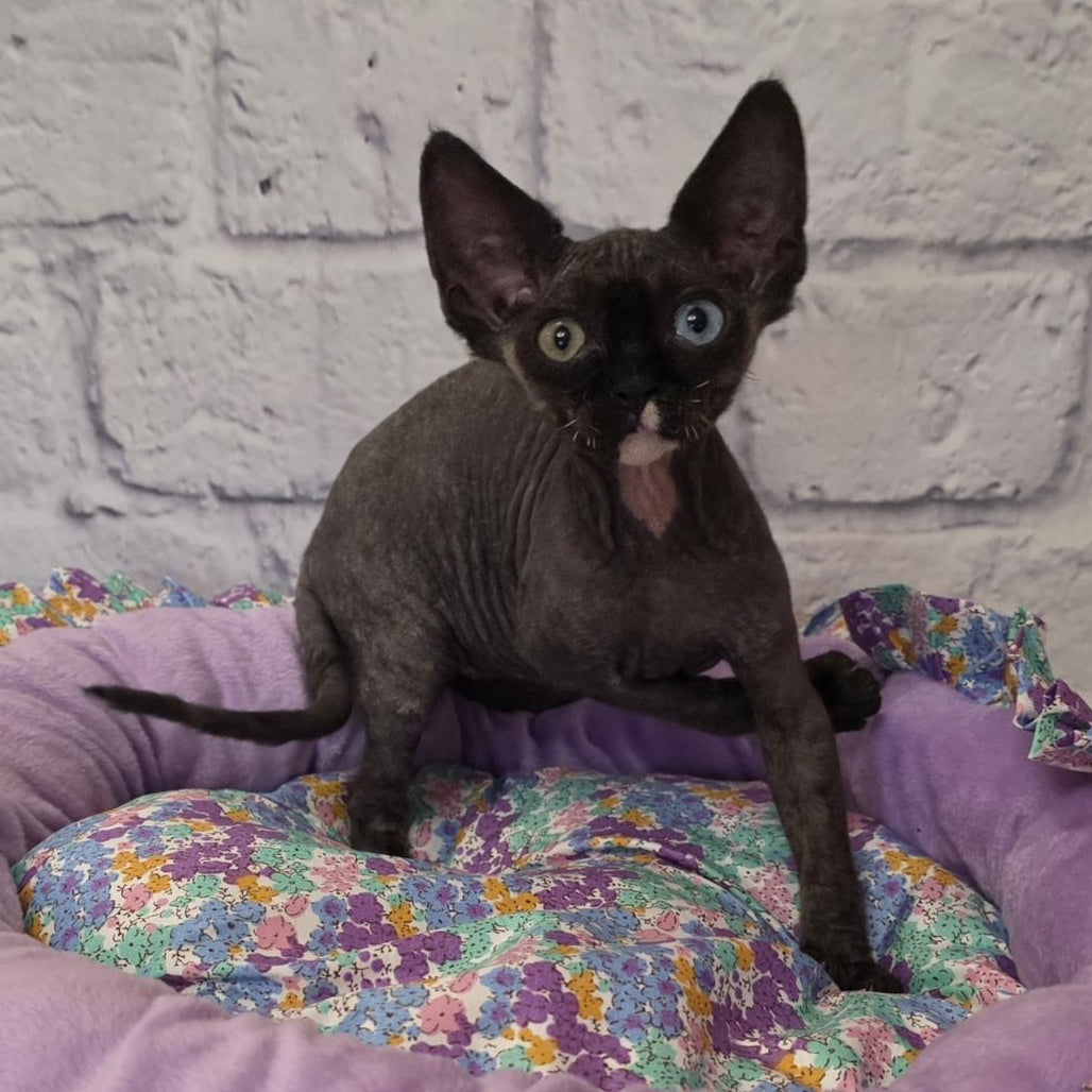 Sofia Devon Rex female, black with white